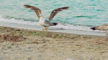 Deniz dalgalarının arka planında yazın üç martı sahil boyunca yürüyor. Yavaş çekim