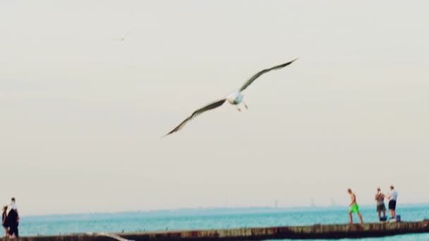 Seagull Arrives Shore Sea Background Pier People Gull Walking Others — Stock Video