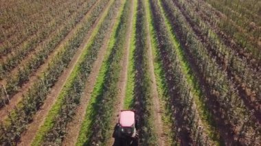 Bir elma bahçesinin nefes kesici hava manzarası. Yıllık hasat döneminde içi olgun elma dolu tahta sandıklar..