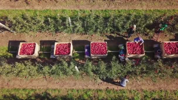 공중에서 상자에 사과를 과수원에서 사과를 농부들 — 비디오