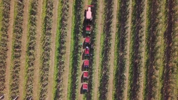 Aerial View Truck Loaded Freshly Picked Apples Move Orchard Packhouse — Stock Video