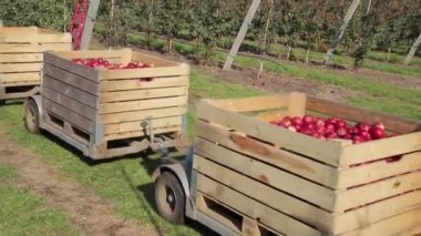 Traktör meyve bahçesinden yük evine giderken taze toplanmış elma kutularıyla doluydu. Elma hasadı.