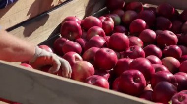 Yıllık hasat döneminde içi olgun elma dolu tahta kasalar. Elmalar. Kırmızı elmalar. Elma hasadı.