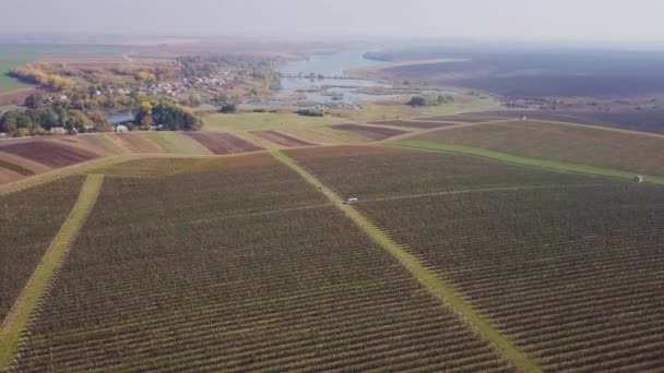 Aerial View Apple Orchard Flight Fruit Trees Apple Harvest — Stock Video