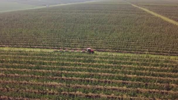 Aerial View Apple Orchard Fresh Picked Apple Harvest Wooden Bins — Stock Video