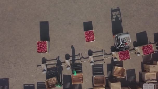 Teherautók Szállítanak Almát Pótkocsikon Raktár Területén Fadobozokkal Egy Szántóföldi Almáskert — Stock videók