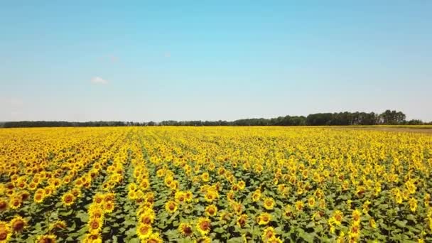 Luftaufnahme Sonnenblumenfeld Himmel Hintergrund Landwirtschaft Agrarwirtschaft Und Landwirtschaftliches Konzept — Stockvideo