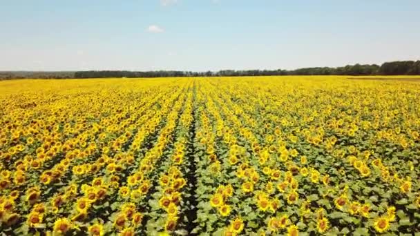 Luftaufnahme Des Sonnenblumenfeldes Flug Über Ein Sonnenblumenfeld — Stockvideo