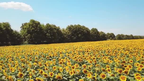 Aerial View Sunflower Field Aerial View Sunflowers Field View Flowering — Stock Video