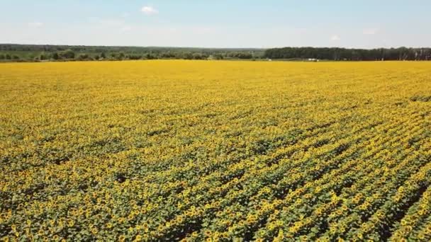 Sonnenblumenfeld Landwirtschaft Sonnenblumen Aus Der Luft — Stockvideo