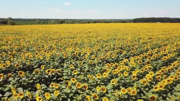 Scenic Zonnebloemenveld Luchtzicht — Stockvideo