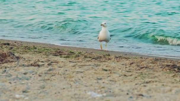 Mewa Oceanicznej Plaży Ptak Plaży Szuka Pożywienia Zwolniony Ruch — Wideo stockowe
