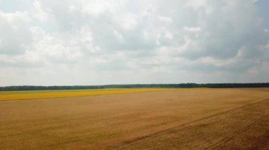 Buğday tarlası yazın olgunlaşıyor. Yüksekten manzara manzarası. Kamera geriye doğru hareket ediyor. Buğday hasadı. Hava görünümü.