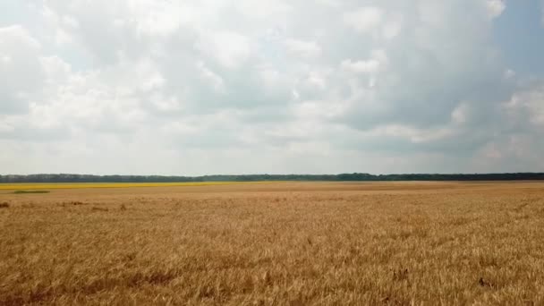 Vue aérienne sur le champ avec blé. À la campagne. Mouvement de la caméra à droite. secteur de la culture 