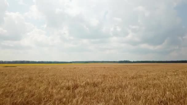 Vue aérienne de la terre ensemencée en blé. Les épillets de blé mûrissent au soleil par temps chaud. Caméra en avant. Agro-alimentaire 
