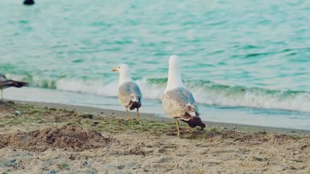 Witte Meeuwen Lopen Zomer Langs Kust Achtergrond Van Blauwe Golven — Stockvideo