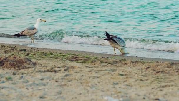 Les Goélands Marchent Sur Sable Boivent Eau Mer Par Une — Video