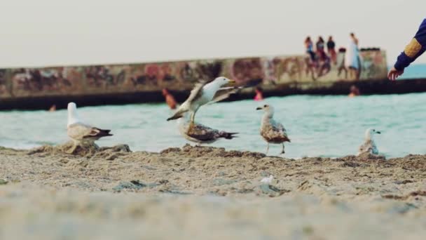 害怕的海鸥正从岸边飞走 因为男孩在码头后面跑向鸟儿 慢动作 — 图库视频影像