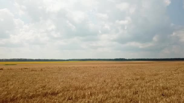 Vue aérienne sur le champ avec blé. À la campagne. Mouvement de la caméra à droite. secteur de la culture 