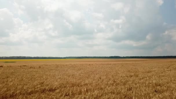 Vista Aérea Sobre Campo Con Trigo Campo Movimiento Cámara Derecha — Vídeo de stock