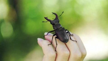 Elinde geyik böceği var. Lucanus cervus. Savaşan böcekler