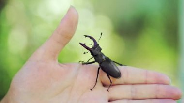 Elinde geyik böceği var. Lucanus cervus. Savaşan böcekler