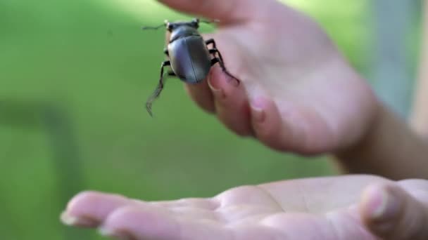 猪甲壳虫 Lucanus Cervus 甲虫沿着人类的手爬行 — 图库视频影像