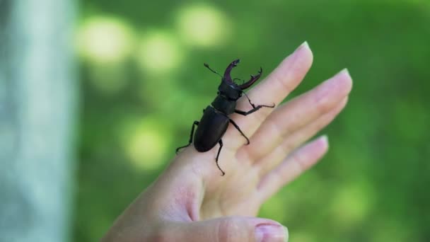 猪甲虫在手 Lucanus Cervus 战斗甲虫 — 图库视频影像