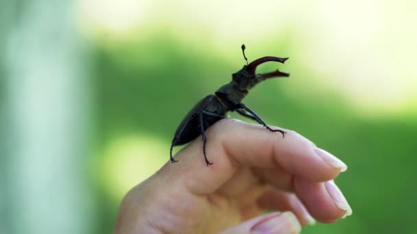 猪甲虫在手 Lucanus Cervus 战斗甲虫 — 图库视频影像