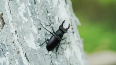 Vahşi doğada böcek geyiği. Böcek geyik böceği. Ağacın üzerinde sürünen geyik böceği..