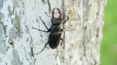 Ağacın üzerinde oturan erkek bir geyik böceği. Kırmızı Kitap 'ta nadir görülür.