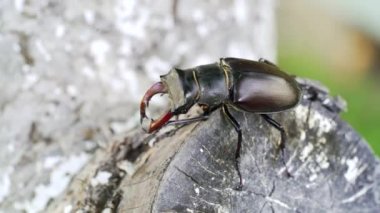 Ağacın üzerinde sürünen bir geyik böceği. Geyik böceği, yazın sık bir ağaç dalında açık havada hareket eder.