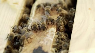 Arılar sıcak havada bütün gün arı kovanlarına bal getirirler. Apiculture. Arı kovanındaki ahşap çerçevelerde bal arıları. Kovandaki arılar nektarı bala çevirir..