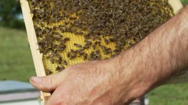 Arı yetiştiricisi arılarla ve arı kovanlarıyla çalışıyor. Arılar bal peteğinde. Arı kovanının çerçeveleri. Arıcılık. Tatlım..