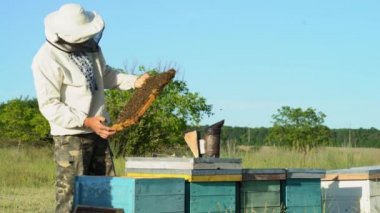 Arıcı apiary üzerinde arı lar ve arı kovanları ile çalışıyor. Arı kovanının çerçeveleri. Apiary kavramı