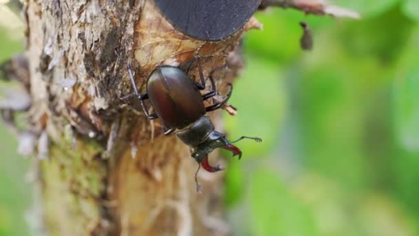 Stag Beetle Werelds Grootste Zaagtandhertenkever Met Lange Scherpe Kaken Tropisch — Stockvideo