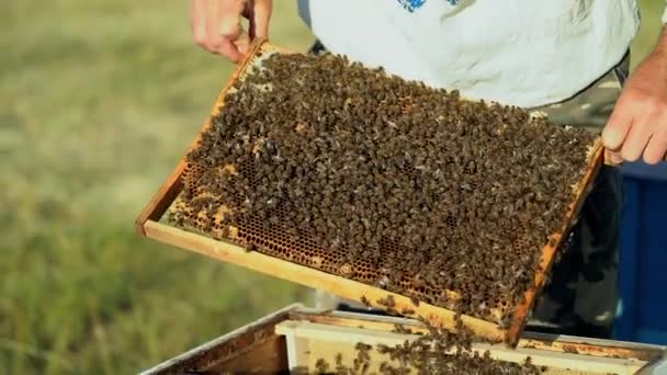 Apicultor Examina Abelhas Favos Mel Mãos Apicultor Abelha Close — Vídeo de Stock