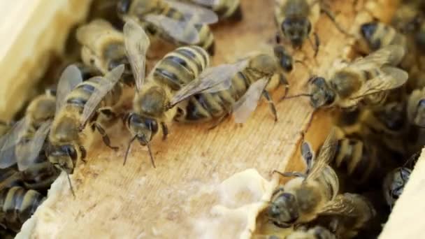 Bijen Lopen Tussen Houten Kaders Een Korf Bij Warm Weer — Stockvideo
