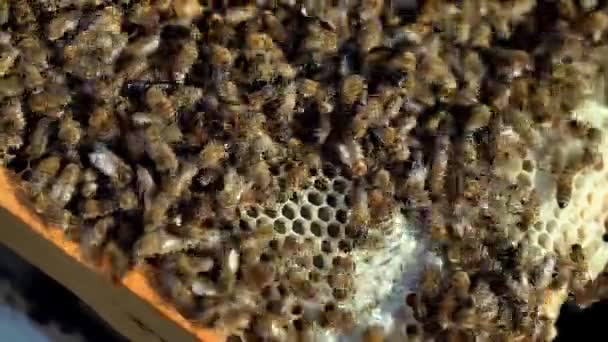 Close Honey Bees Frames Bee Hive Bees Turn Nectar Honey — Stock Video