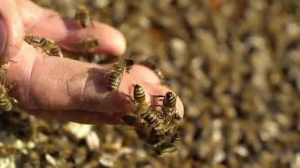 养蜂人在养蜂场与蜜蜂和蜂窝一起工作 蜜蜂在蜂窝上 蜂窝的框架 养蜂业亲爱的 — 图库视频影像