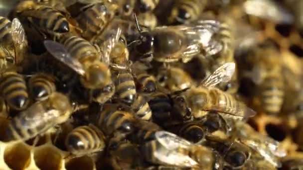 密切观察蜜蜂在蜂蜜细胞上的工作情况 蜂窝上的工蜂蜂窝上的蜜蜂 — 图库视频影像