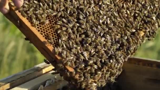 Mani Uomo Mostra Una Cornice Legno Con Favi Sullo Sfondo — Video Stock