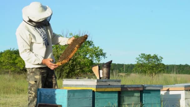Apicultor Está Trabalhar Com Abelhas Colmeias Apiário Molduras Uma Colmeia — Vídeo de Stock
