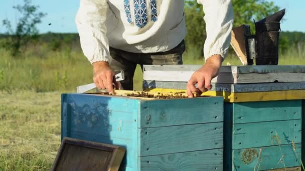 养蜂人正在蜜蜂与蜂箱养蜂场 蜜蜂在蜂巢上 — 图库视频影像