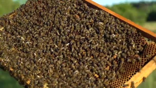 Rámy Včelího Úlu Včelař Sklízí Med Pracující Včely Medových Buňkách — Stock video
