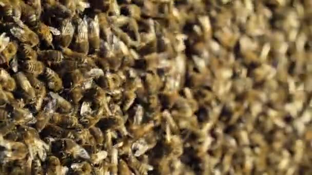 Colmena Colmenar Las Abejas Recogen Néctar Vida Dentro Colmena Concepto — Vídeo de stock