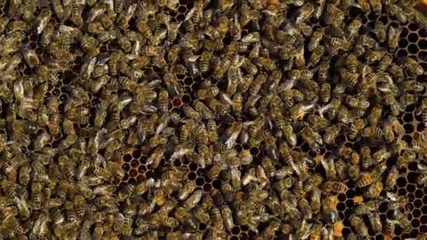 Las Abejas Recogen Néctar Vida Dentro Colmena Colmena Colmenar Primer — Vídeo de stock