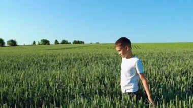 Beyaz tişörtlü bir çocuk güneşli bir günde buğday tarlasında yürüyor. Yaz manzarası. Yavaş çekim