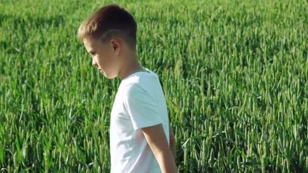 一个留着时髦发型的小男孩站在麦穗绿色的背景下在田里散步 一个孩子正在检查他周围的地区 并在一个温暖的夏日看着太阳 慢动作 — 图库视频影像