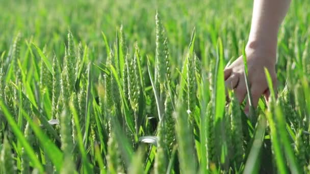 子供の手は フィールド内の緑の色の未熟な小麦のスパイクに触れています スローモーション — ストック動画